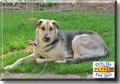 Pepper, the Dog of the Day