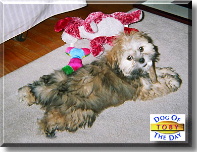 Toby, the Dog of the Day