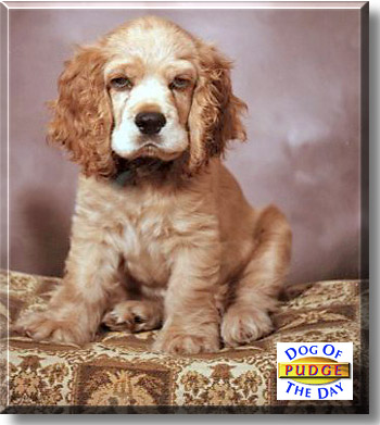 Pudge, the Dog of the Day