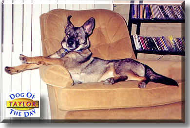 Taylor, the Dog of the Day