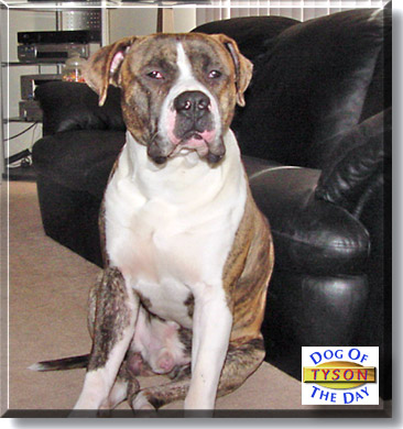 Tyson, the Dog of the Day