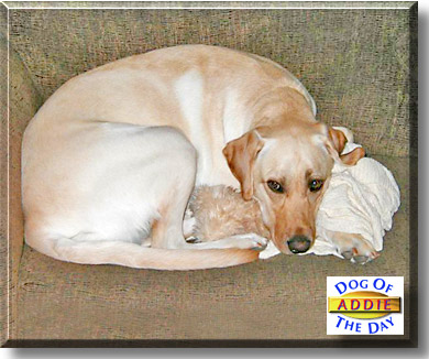 Addie, the Dog of the Day