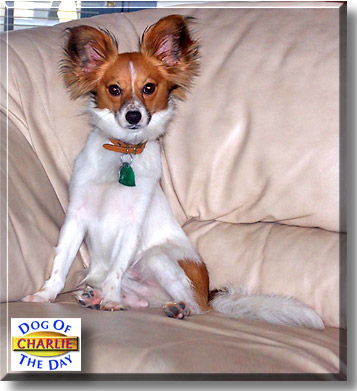 Charlie, the Dog of the Day
