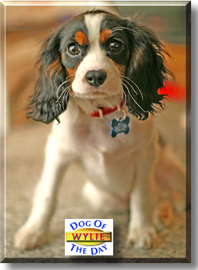 Wylie, the Dog of the Day