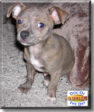 Nibbler, the Dog of the Day