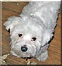 Murphy