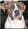 Tyson