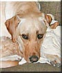 Addie