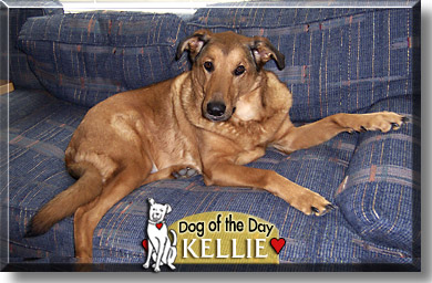Kellie, the Dog of the Day