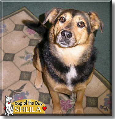 Sheila, the Dog of the Day