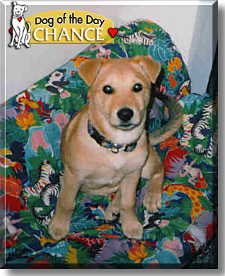 Chance, the Dog of the Day