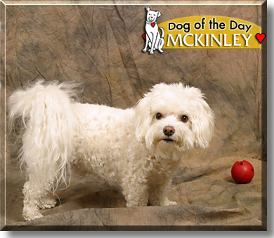 McKinley, the Dog of the Day