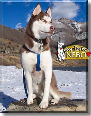 Nebo, the Dog of the Day