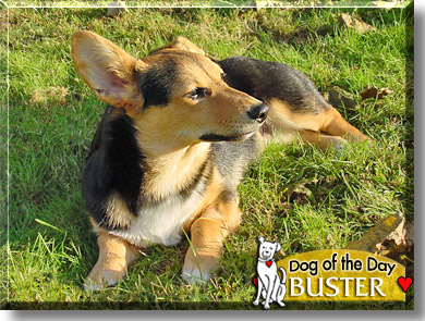 Buster, the Dog of the Day