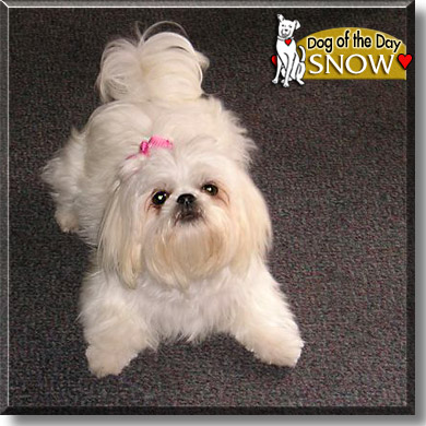 Snow White, the Dog of the Day