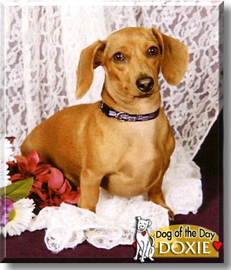 Doxie, the Dog of the Day