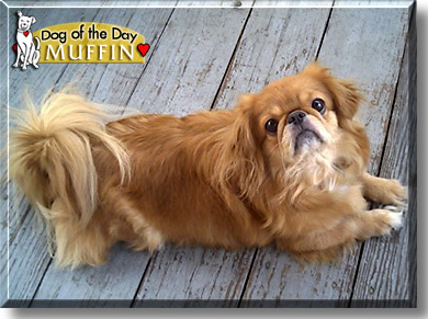 Muffin, the Dog of the Day