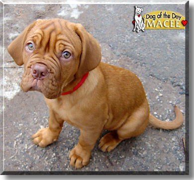 Macee, the Dog of the Day