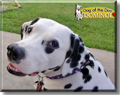 Dominoe, the Dog of the Day