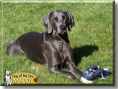 Maddy, the Dog of the Day