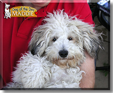 Maddie, the Dog of the Day