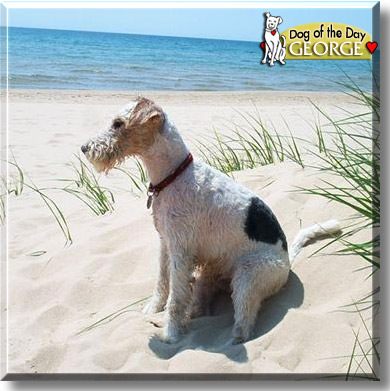George, the Dog of the Day