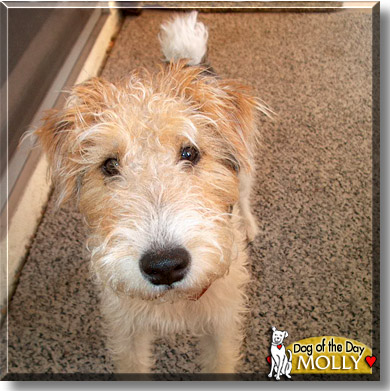 Molly, the Dog of the Day