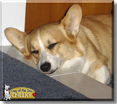 Cheeky, the Dog of the Day