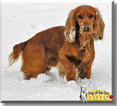 Toto, the Dog of the Day