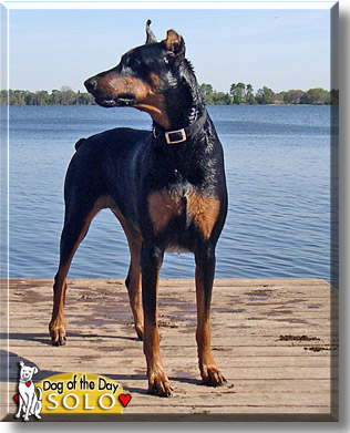 Solo, the Dog of the Day