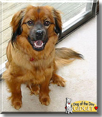 chow chow cocker spaniel mix