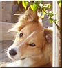 Savannah