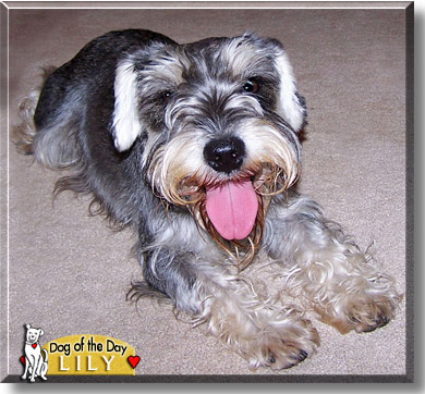 Lily, the Dog of the Day