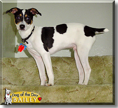 Bailey, the Dog of the Day
