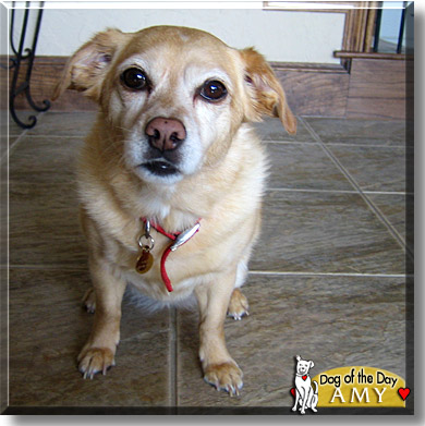 Amy, the Dog of the Day