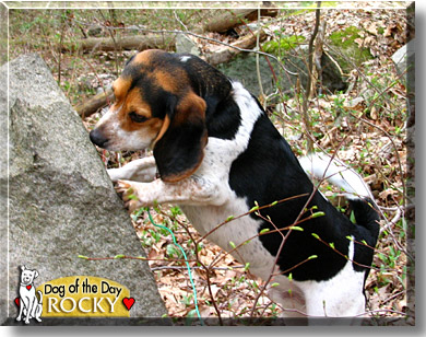 Rocky, the Dog of the Day