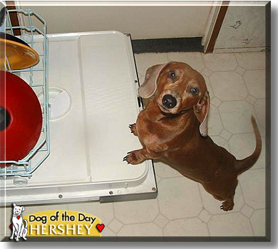 Hershey, the Dog of the Day