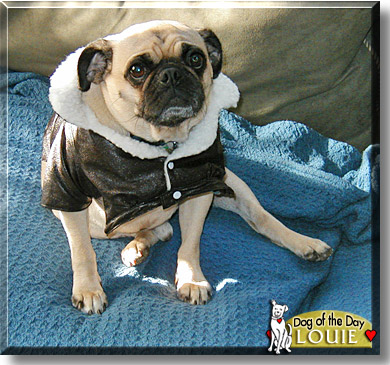 Louie, the Dog of the Day