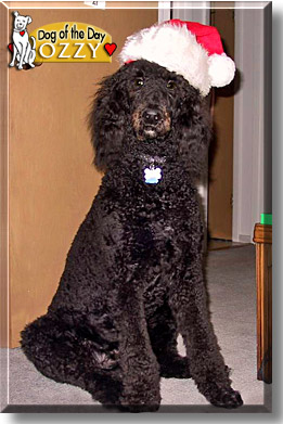 Ozzy, the Dog of the Day
