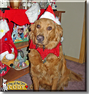 Cody, the Dog of the Day