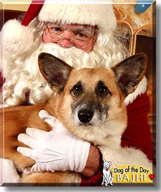 Bajhi, the Dog of the Day