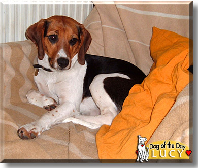 Lucy, the Dog of the Day