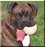 Otis