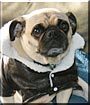 Louie