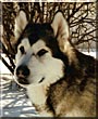 Koda