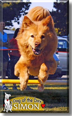 Simon, the Dog of the Day
