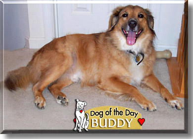 Buddy, the Dog of the Day