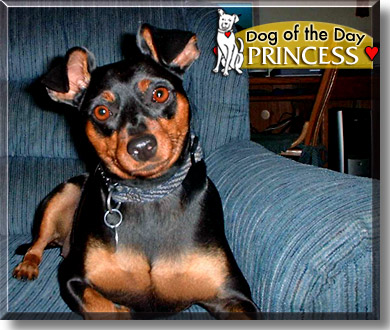Princess, the Dog of the Day