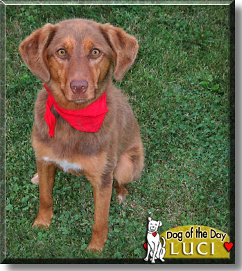 Luci, the Dog of the Day