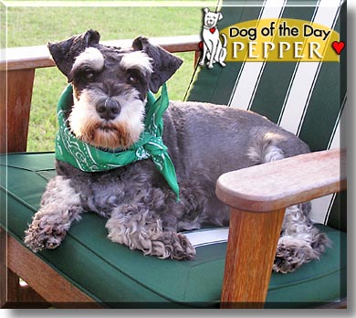 Pepper, the Dog of the Day